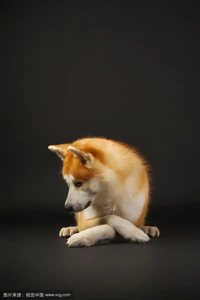 黑色背景中的秋田犬