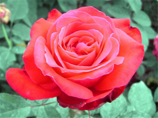 亚力克红月季(亚历克红)