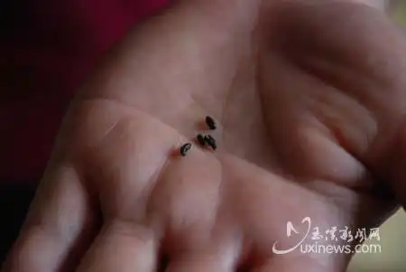 芝麻大小黑色小点点的是什么虫