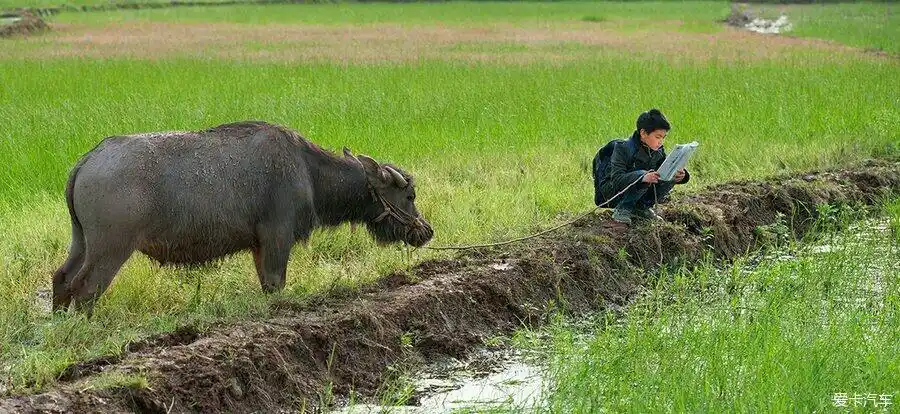 放牛的弟弟还是在努力学习
