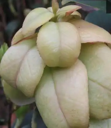 南方都有哪些野果?你能叫得出名字吗?