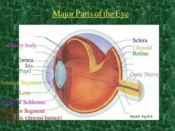 外语学习 英语学习 pilocarpineppt major parts of the eye sclera