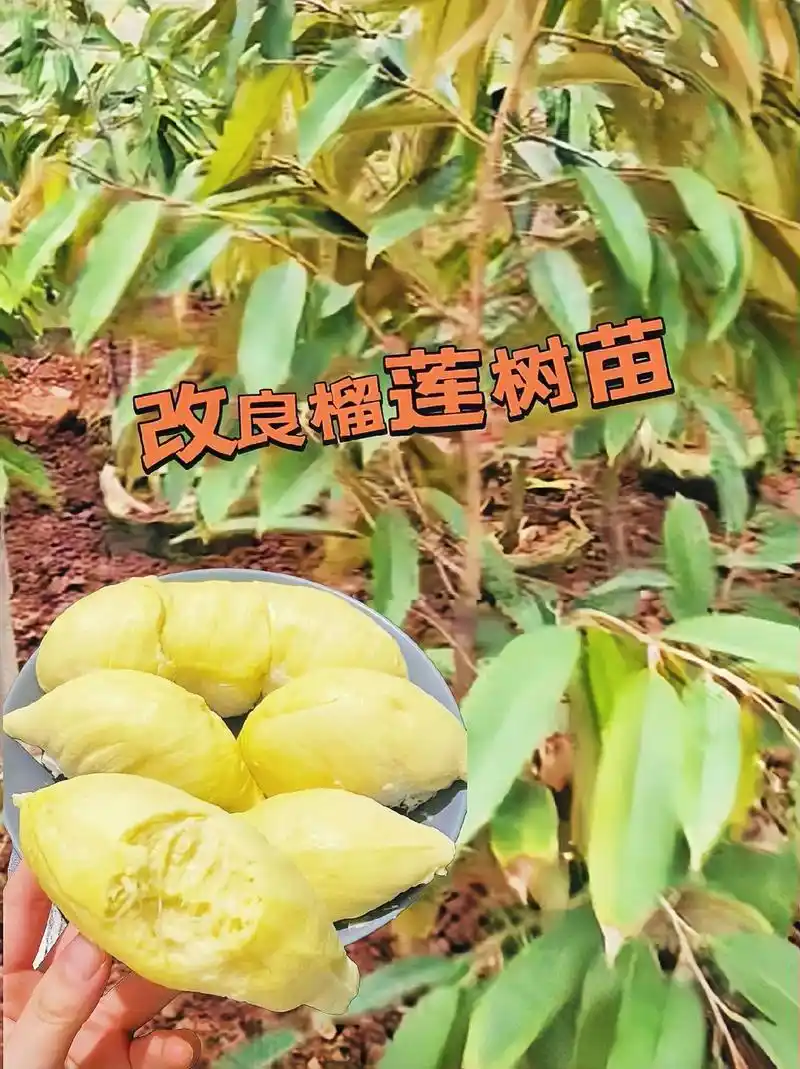 猫山王金枕头榴莲树苗.#榴莲果树苗,又称猫山王金枕头,经过改 - 抖音