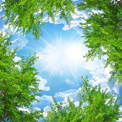 蓝天白云绿叶白鸽电视墙沙发墙餐厅欧式风格吊顶顶棚背景墙天顶画