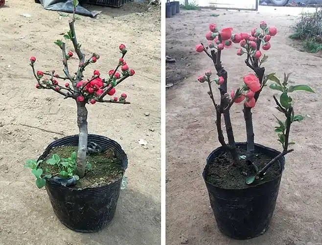 重瓣树桩海棠观花室内外盆栽老桩植物盆景开花棠花22鸳鸯海棠树杆2