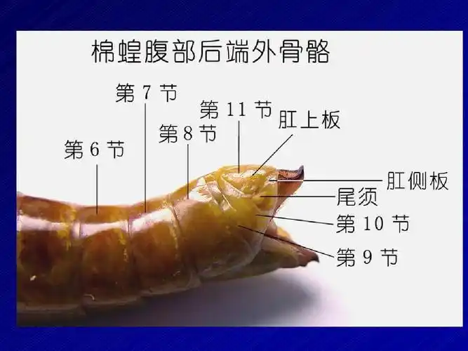 8节肢动物蝗虫的解剖ppt