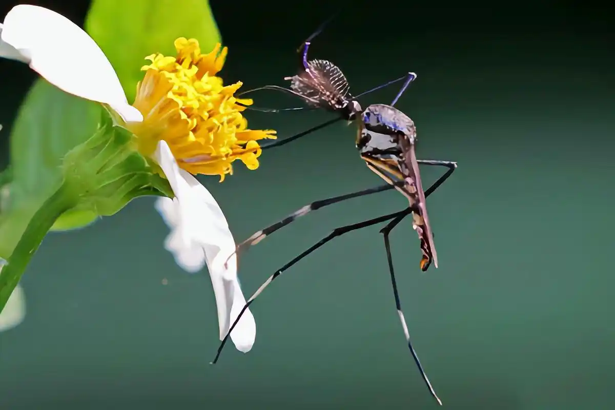 华丽巨蚊是蚊科中的"异类",个头巨大,能达到3.