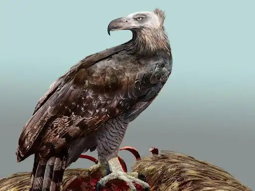 哈斯特巨鹰不吃腐肉,为何也秃头?鹰秃不秃头,跟食腐有啥关系?