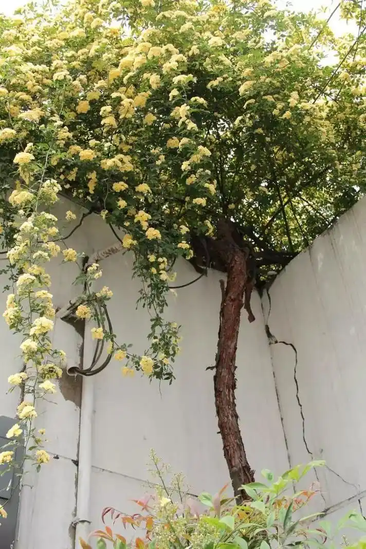 木香图片(野生土木香图片)