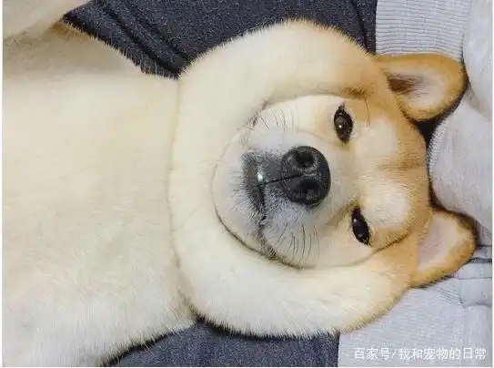 萌柴挤双下巴享受嘴边肉按摩,这q弹手感令人融化!