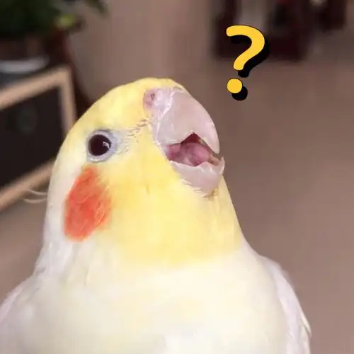 表情逐渐震惊?#玄凤鹦鹉