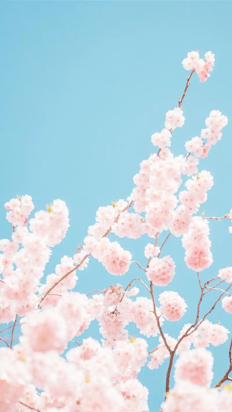 唯美好看的樱花高清图片手机壁纸_风景_手机壁纸下载_美桌网