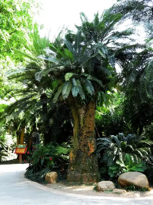 行走记录〕青秀山:这里有千年的铁树王