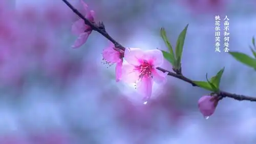 城边流水桃花过,帘外春风杜若香