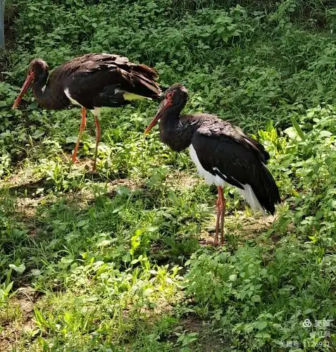 该动物园全名"神雕山野生动物自然保护区",位于山东省威海市荣成市成
