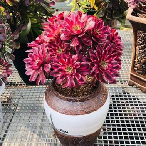 多肉植物红覆轮锦多头老桩带盆栽好稀少小贵货阳台庭院防辐射