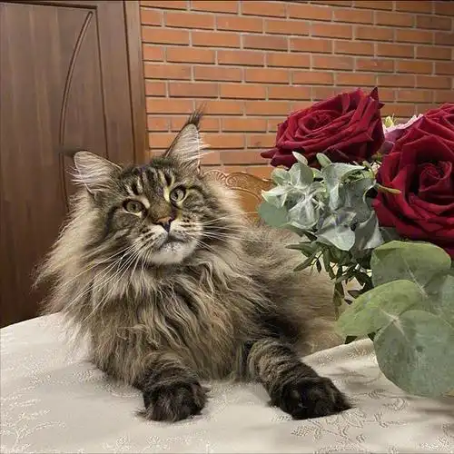 缅因猫因为长相很霸气,体型很大,所以成了很多人的梦想猫.