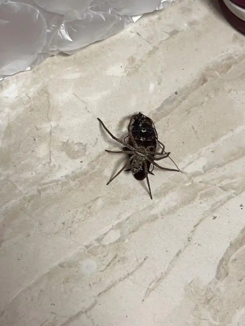 白额高脚蛛真的能捉蟑螂!