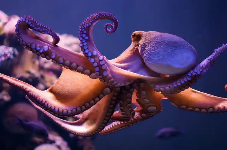 【为什么章鱼无法一统海洋?】