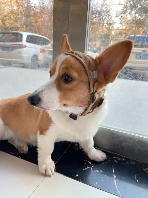 混血系统的柯基