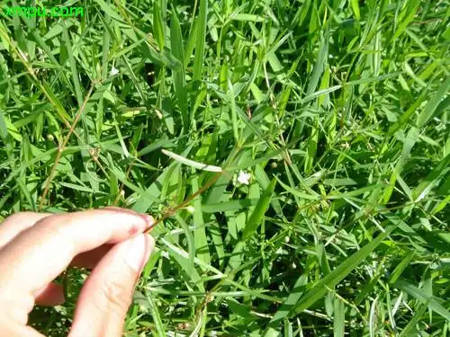 羊须草词条图册_百度百科