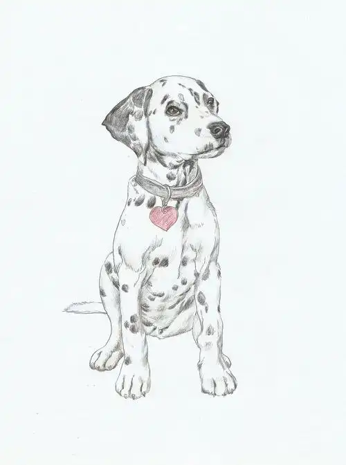 彩铅狗狗绘画过程