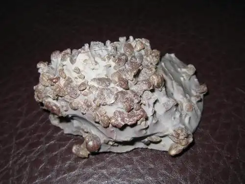 戈壁风化石论坛图片_嘉峪关论坛