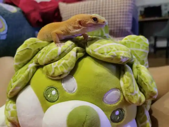 又是被大胖的帅气惊到的一天,我们不胖,我们帅着呢#蜥蜴  #守宫