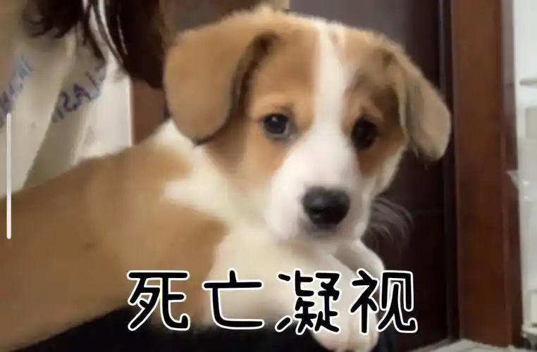 我给臭宝做的表情包