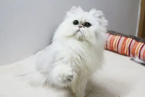 超萌可爱的白色金吉拉猫咪动物图片分享!