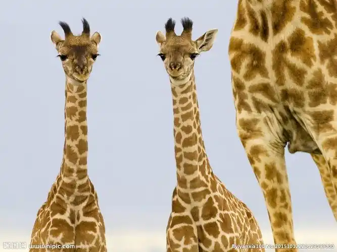 jpg颜色:rgb5共享分举报收藏立即下载×关 键 词:可爱 长颈鹿 动物