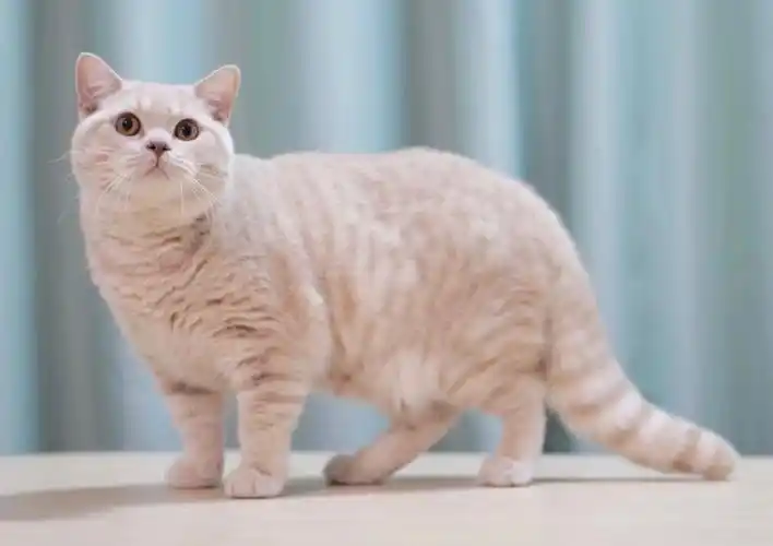 英短乳色弟弟豆浆种公选手