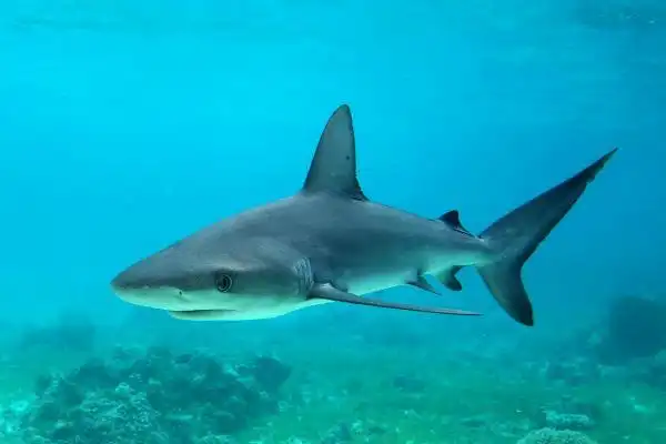 直翅真鲨加拉帕戈斯的真鲨亚种鱼鳍和背部呈90度