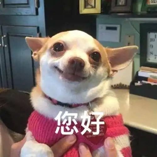 萌宠gif汪星人gif您好gif打招呼gif搞怪gif逗gif