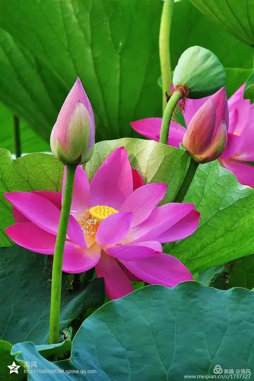 美丽的荷花:摄影:海风〔魏志敏〕歌曲:童丽