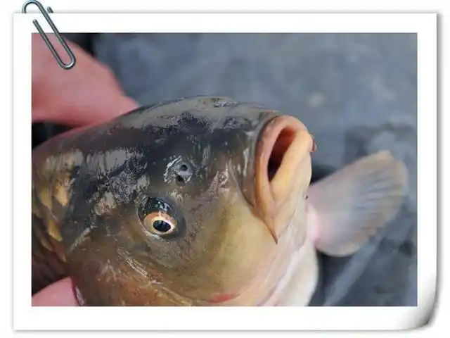 鱼的鼻子有什么作用的,呼吸的时候会不会被呛到