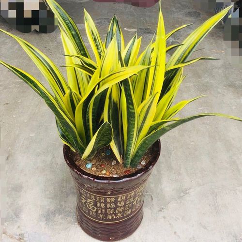 黄金虎皮兰盆栽稀有虎尾兰净化空气盆景新房室内 绿植 嘉瑰 霸王兰3棵