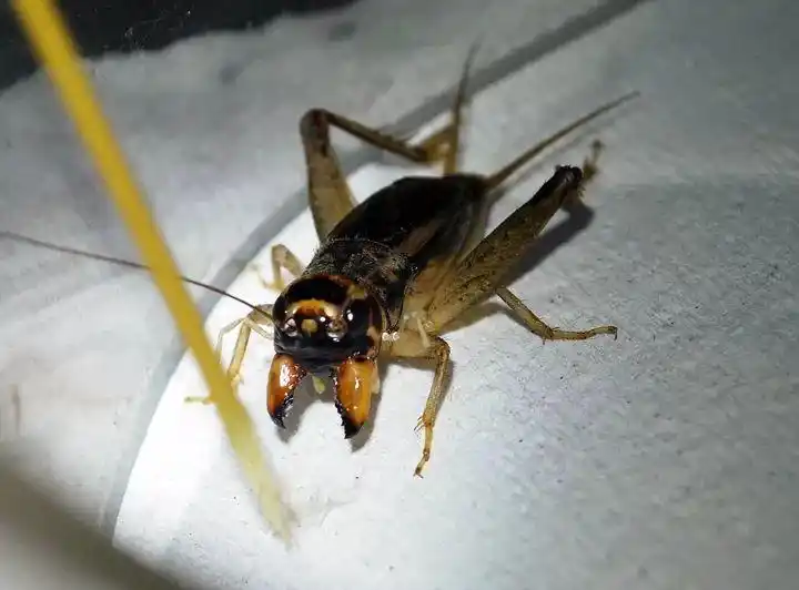 蟋蟀鉴赏:棚顶黑顶黄麻头