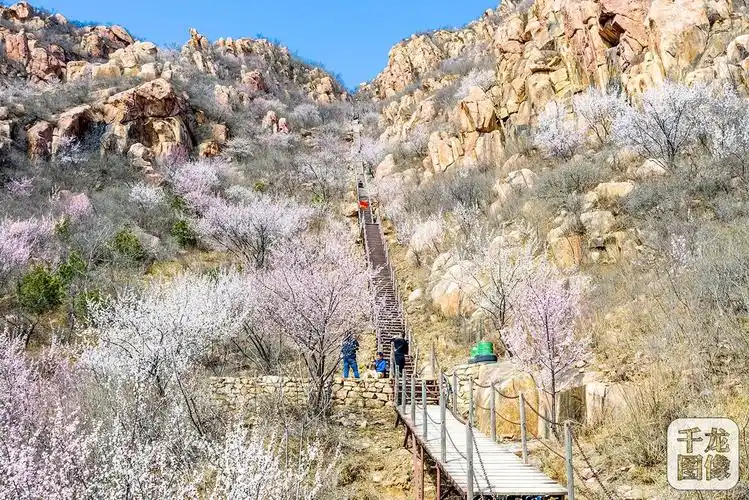 北京后花园桃花怒放美翻了