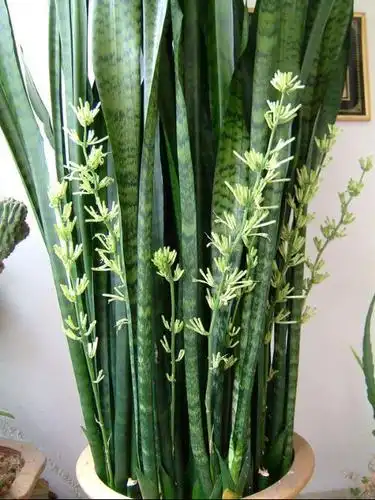 虎皮兰花多长时间开一次