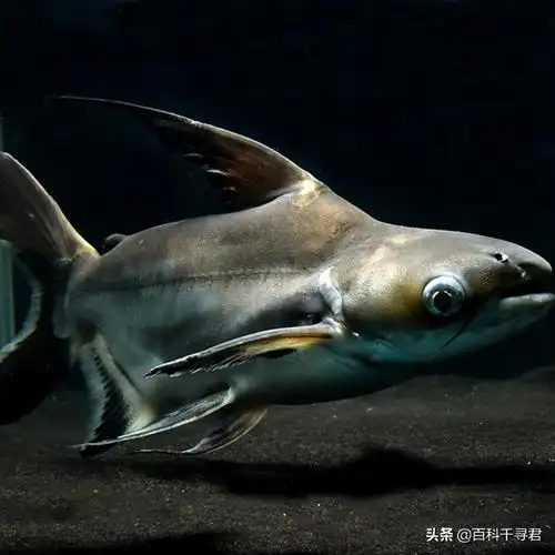 湄公河巨鲶吃人吗,湄公河鲶鱼吃人_小强知识网