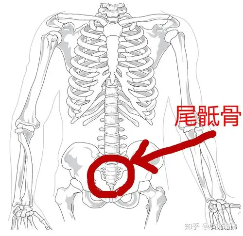 如下图:这股能量卷曲在我们的尾骶骨区域,就是整条脊柱的最底端.