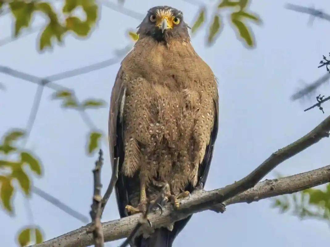 雕是一种威武勇猛的鸟,拥有锐利的目光和凶猛的攻击力.
