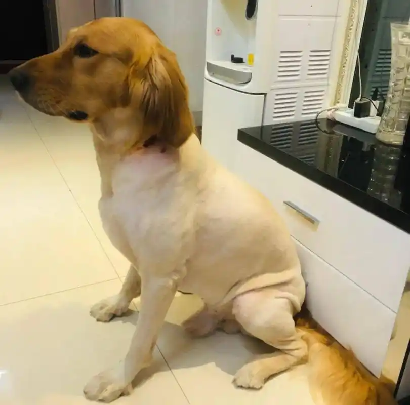 狗狗剃毛后的新造型,这真是我的小狗狗吗?_腾讯新闻