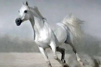 小白龙,西游记白龙马,白龙马角色解读,白龙马性格特点,白龙马的作用