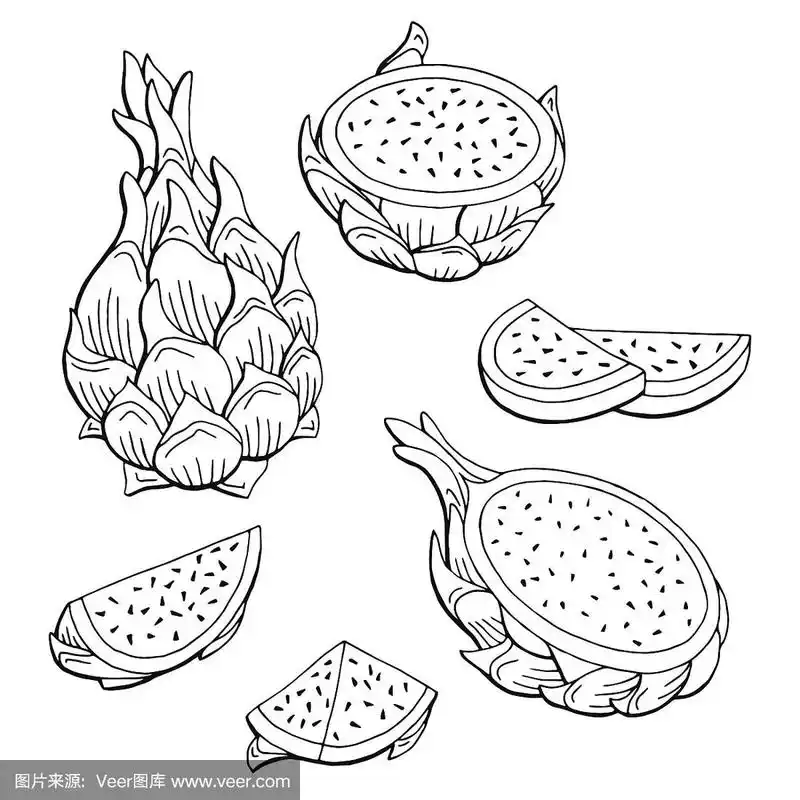 火龙果图形黑白孤立素描插图矢量