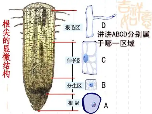 1绿色植物的营养器官(根) (华师大版科学八年级)ppt