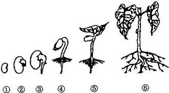 发芽的绿豆上色简笔画图片教程步骤蔬菜生长过程的简笔画豆子简笔画