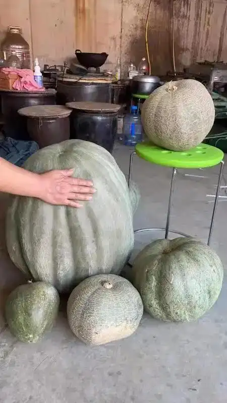 稀奇衡水一农民种出615斤巨型南瓜