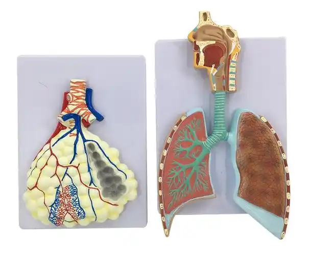 人体呼吸解剖模型肺解剖呼吸浮雕模型肺泡放大解剖模型a款肺泡放大